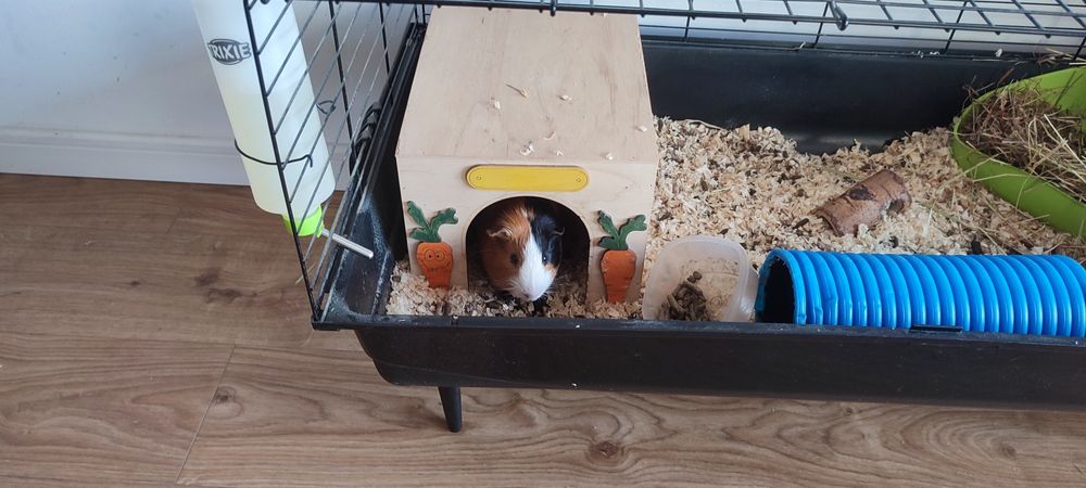 Świnka morska z wyposażeniem