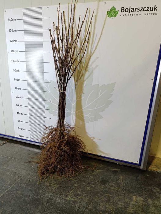 Sadzonki porzeczki czarnej czerwonej białej PA PIENNE szczepione 2025