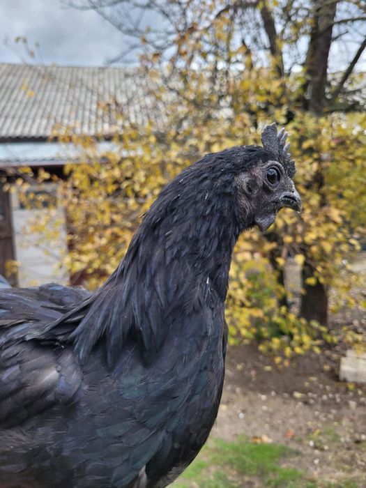 Kogut ayam cemani