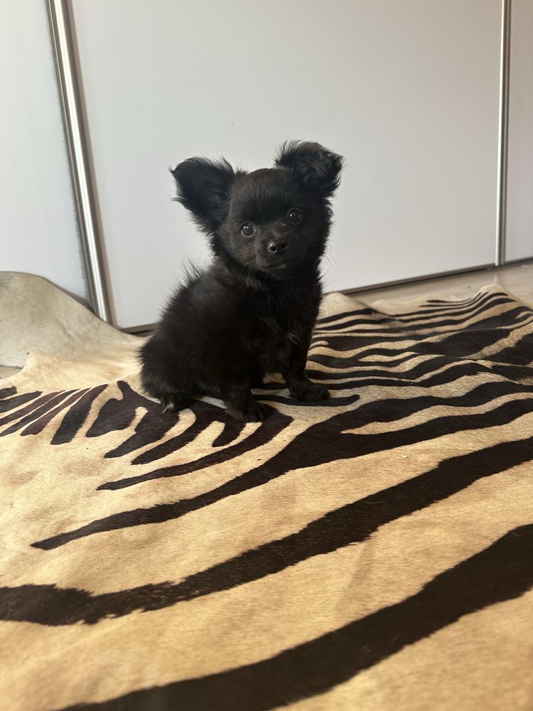 Piesek chihuahua dlugowlosa z metryka FCI ZKwP