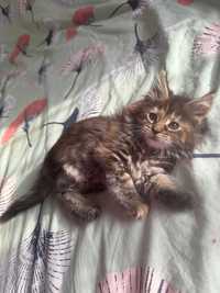 Maine Coon - Femea - LOP