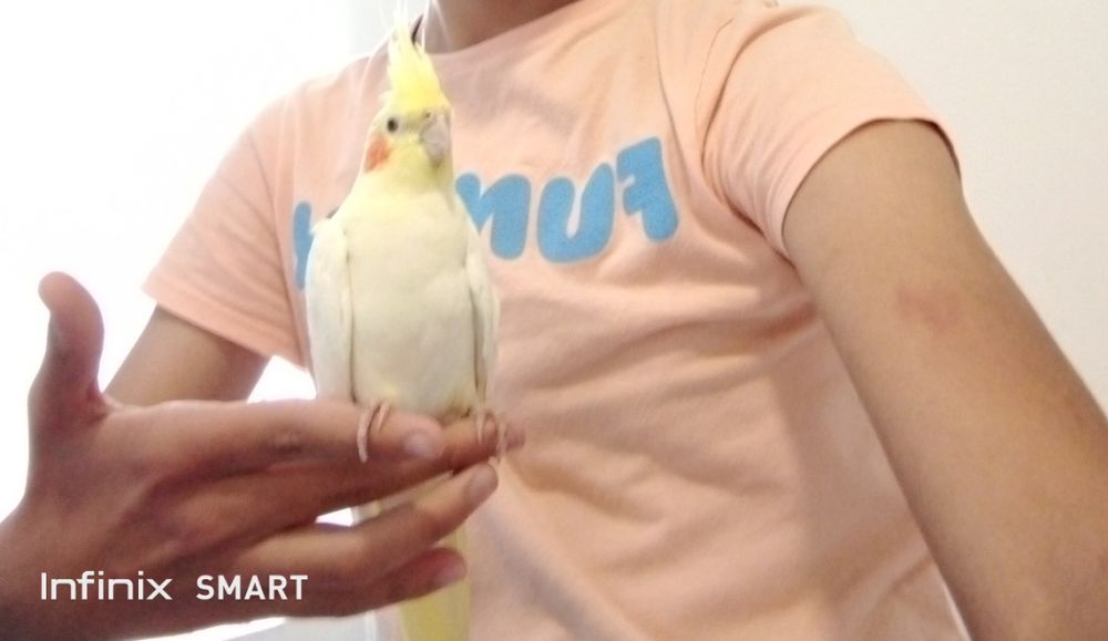 Cacatua ponta muito