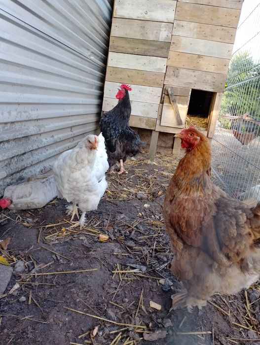 Sprzedam kochiny olbrzymie