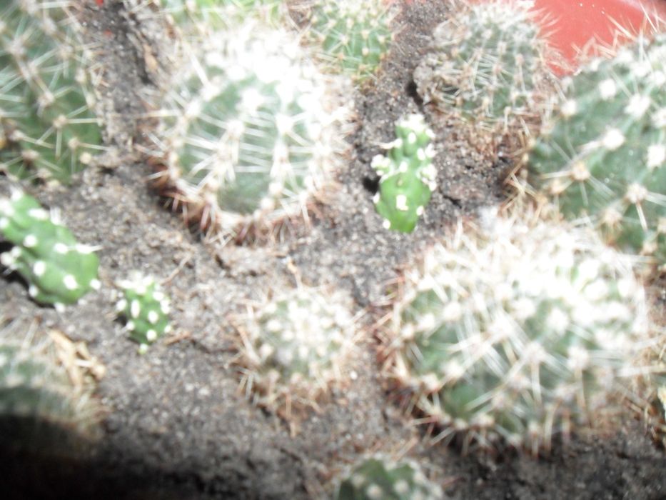 Цветущий коллекционный кактус. Цветочные часы.