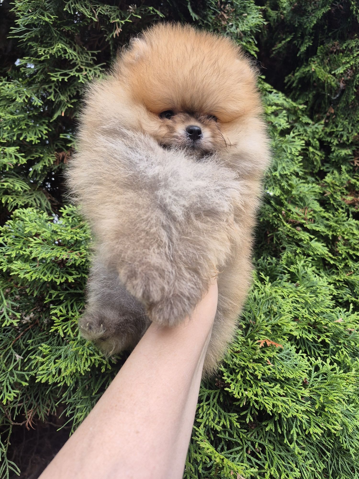 Piesek pomeranian.  Color  Cream sable