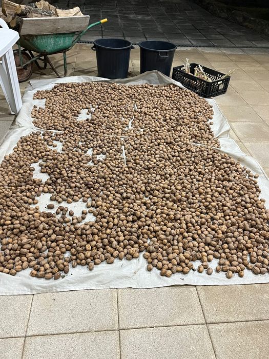 Vendo nozes variedade franqueta de 2025