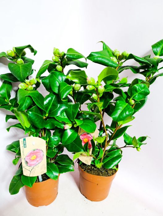 Ардізія,камелія,антуріум,пуансетія,каланхоє,калатея,шефлера