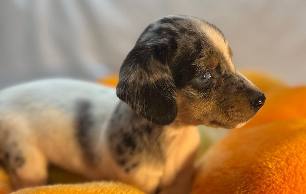 Jamnik miniaturowy piebald merle cudna sunia