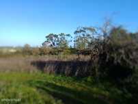 Terreno rustico com cerca de 15.000 m2 em Santarém