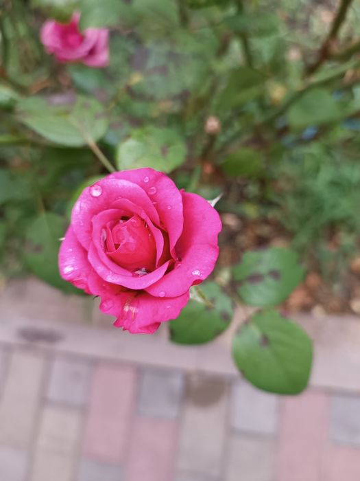 Продам кусты  роз .