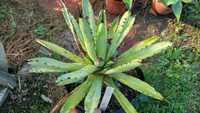 Agave Macroacantha Green agawa do kolekcji + 4 maluchy