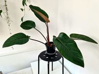 WIELKI filodendron red kongo rosnący