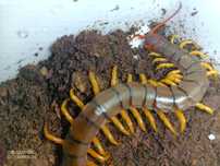 Skolopendra subspinipes "Vietnam" duża darmowa dostawa+ GRATIS!!!