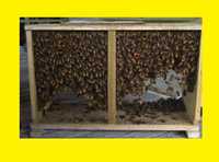 Продам бджолосім'ї рої бджолопакети Бар Жмеринка Шаргород
