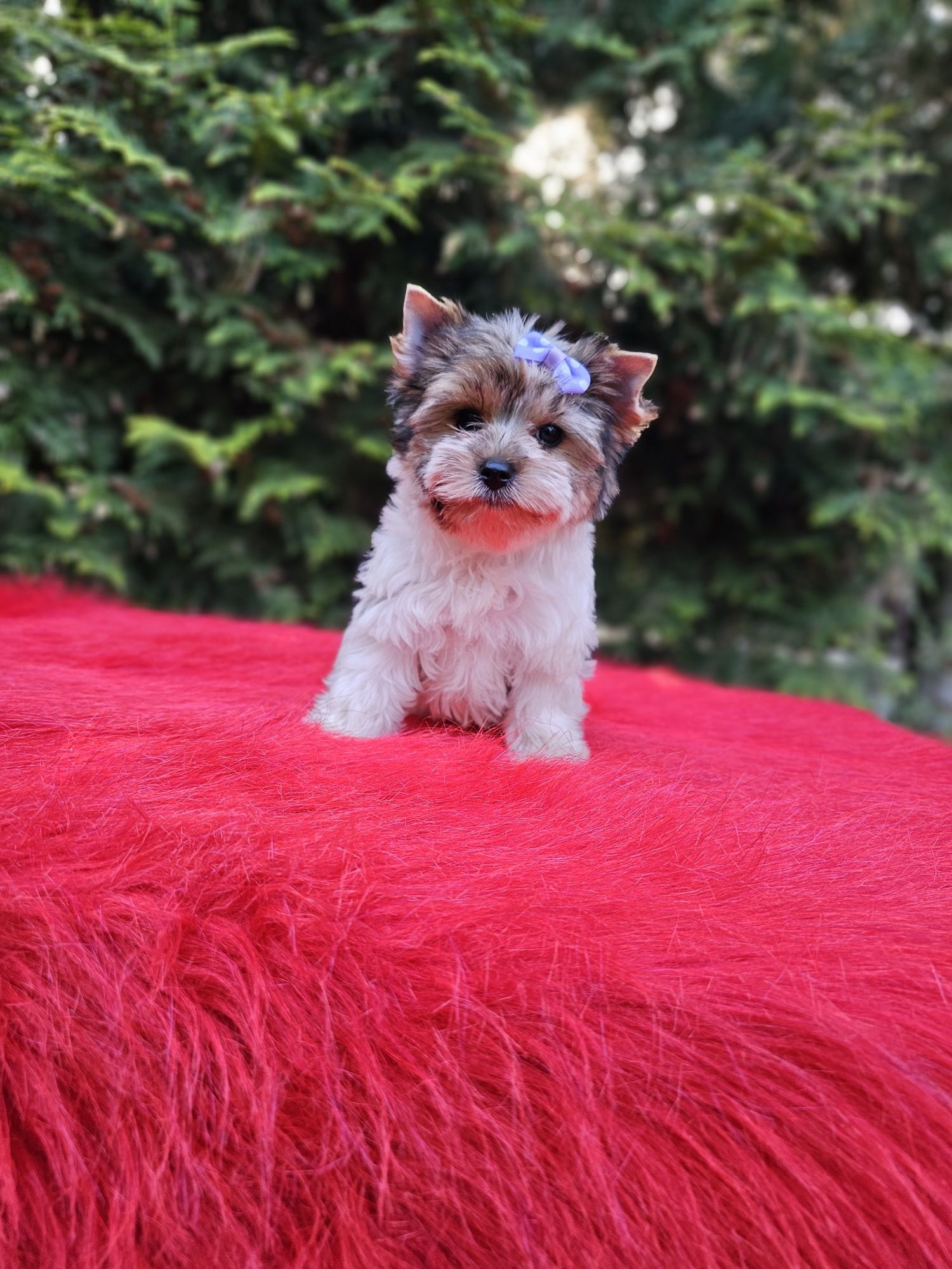 Biewer Yorkshire Terrier urocza suczka gotowa do odbioru york