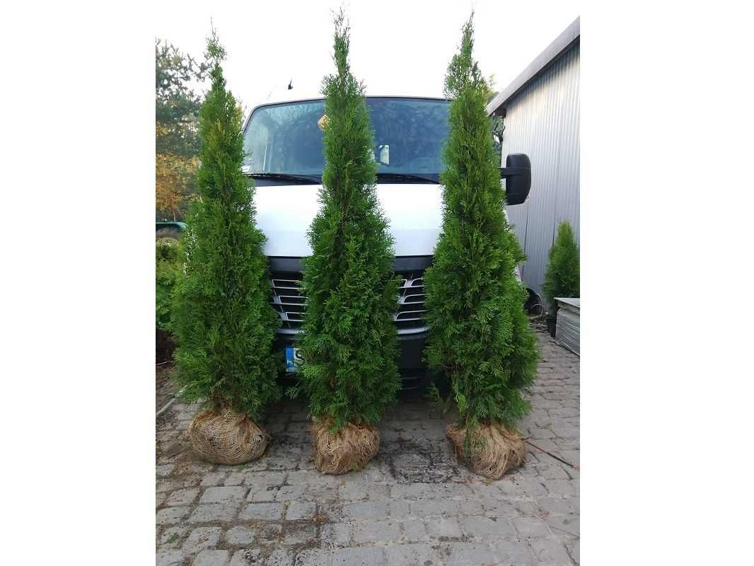 Thuja Smaragd 200,220,240,250 cm! Tuja Szmaragd! Dowóz i sadzenie!