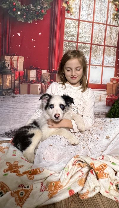 szczeniak Border Collie ZKwP(FCI) szczeniak blue-merle