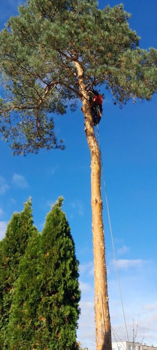 Зрізання дерев,зачистка ділянок,чистка сосон,будь яка складнісь..