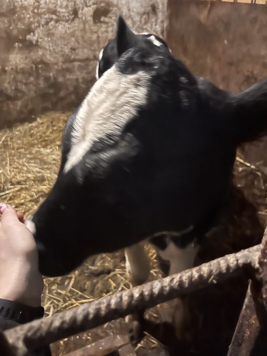 Продам теличку на корову