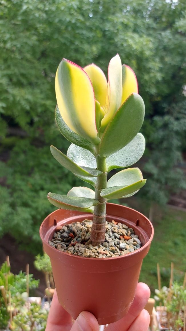 Crassula Kagetsu Maruba (Крассула Кагетсу Маруба)