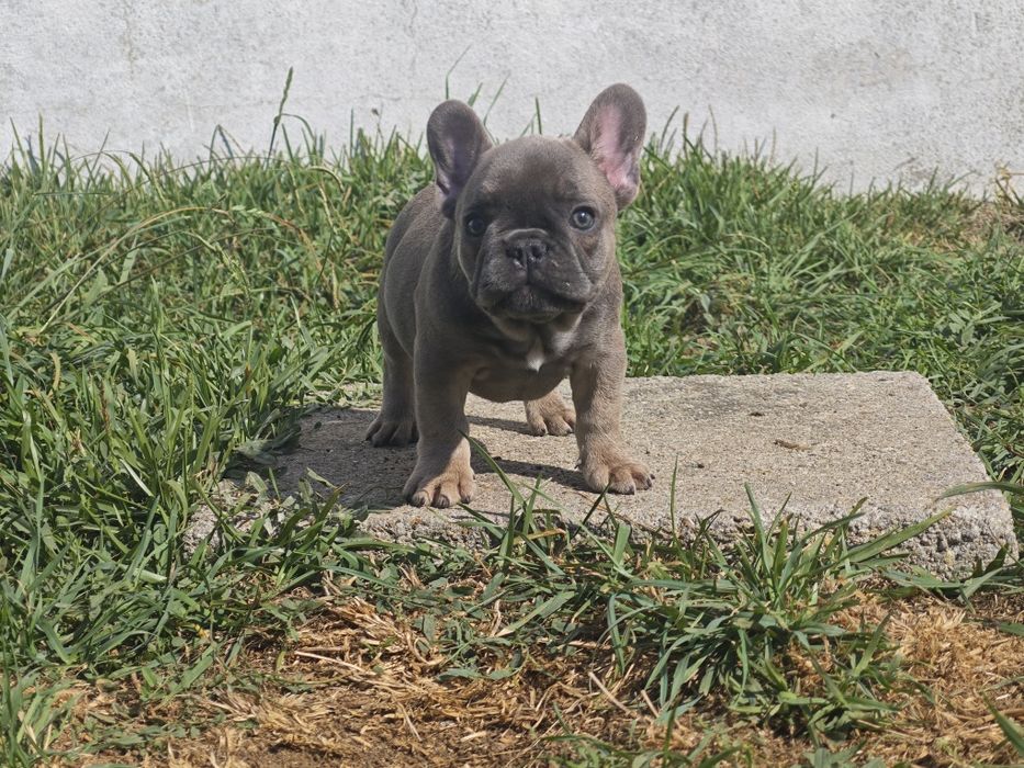 Bulldog frances  blue tan femea