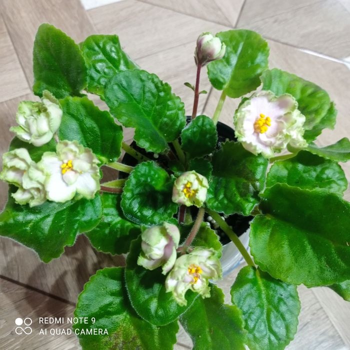 Фіалки квітучі дорослі