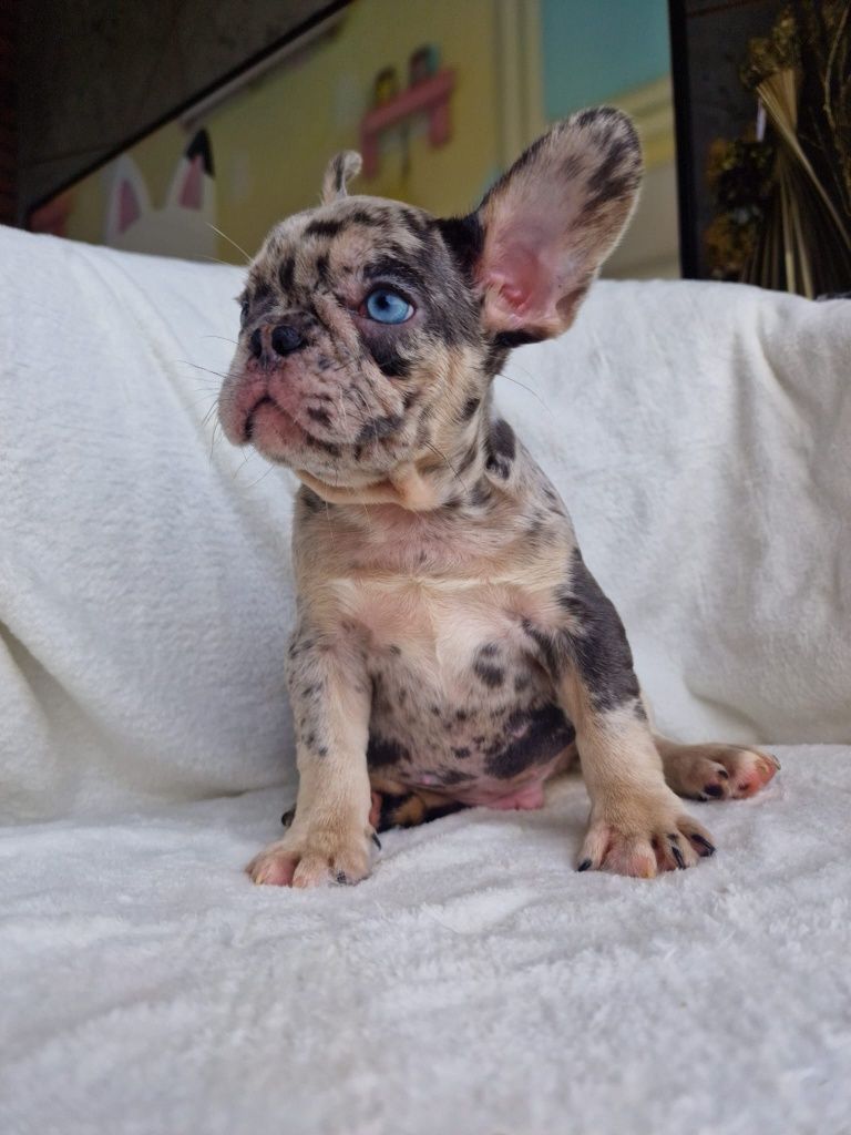 Buldog Francuski- Piesek  Blue Merle Tan