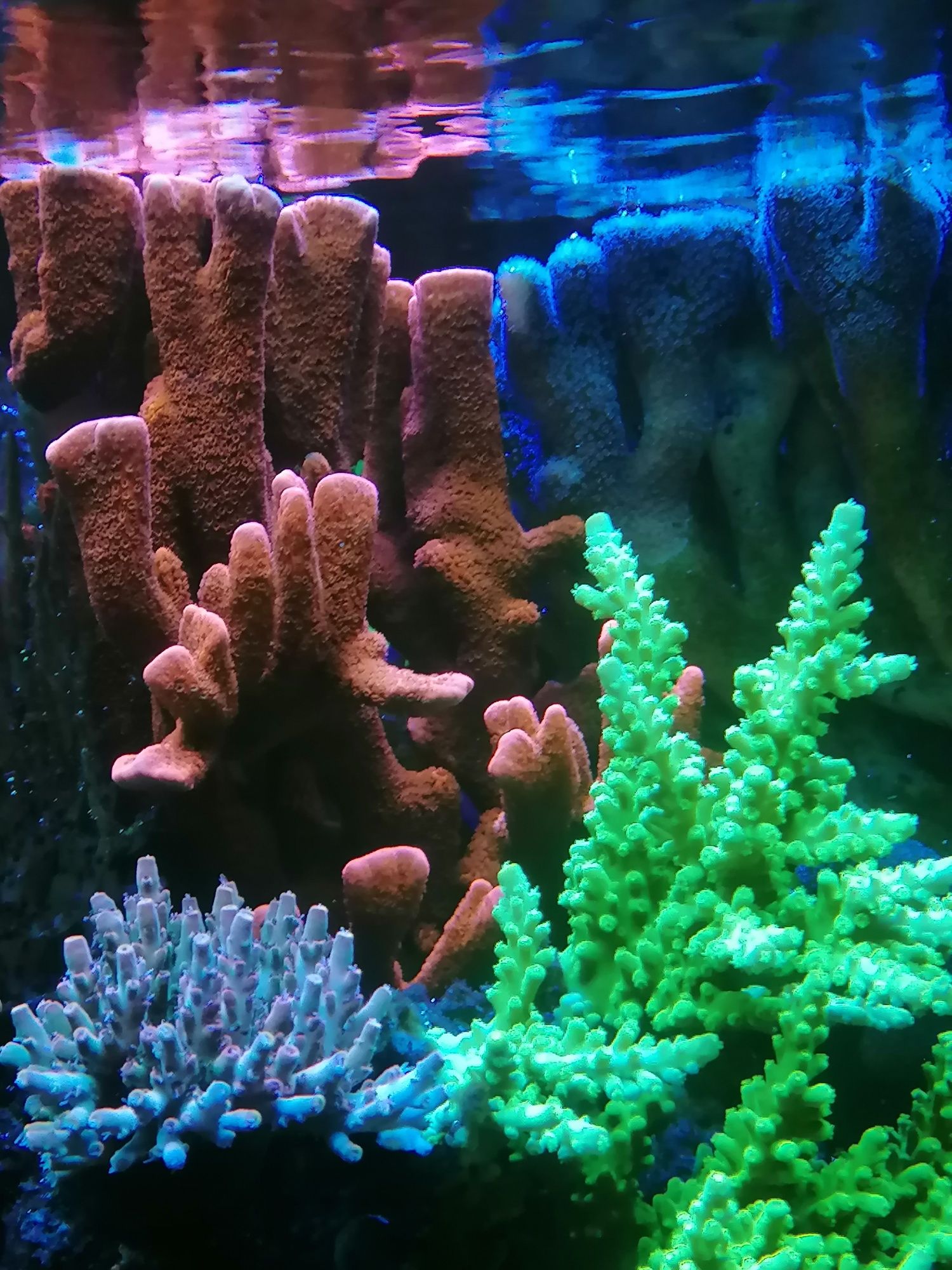 Montipora digitata red szczepki koralowce akwarium morskie