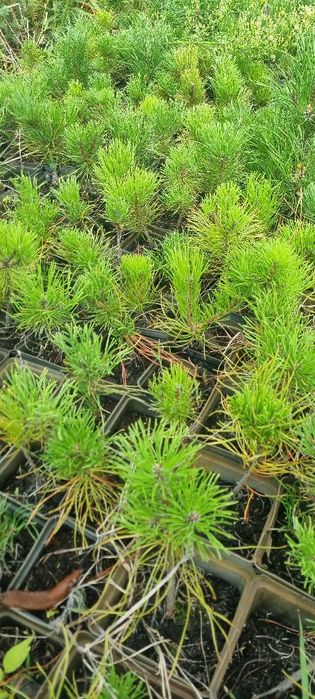 Kosodrzewina pumilio