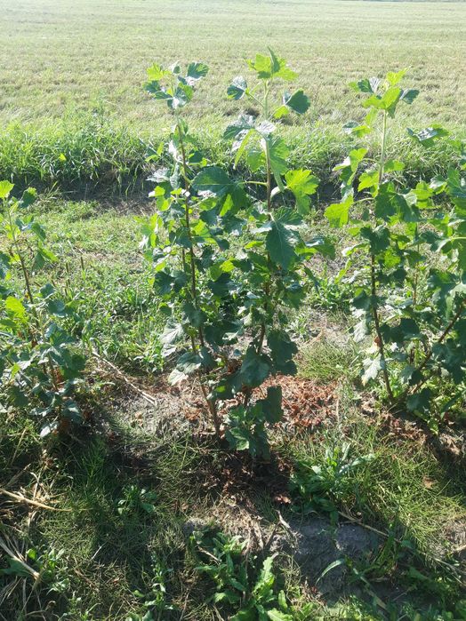 Sadzonki porzeczko - agrestu odmiana JOSTA (w pakietach po 500 sztuk)