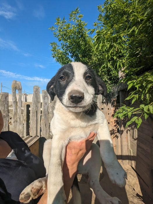 Щенята врятовані з вулиці, вакциновані шукаю родини хлопці та дівчата