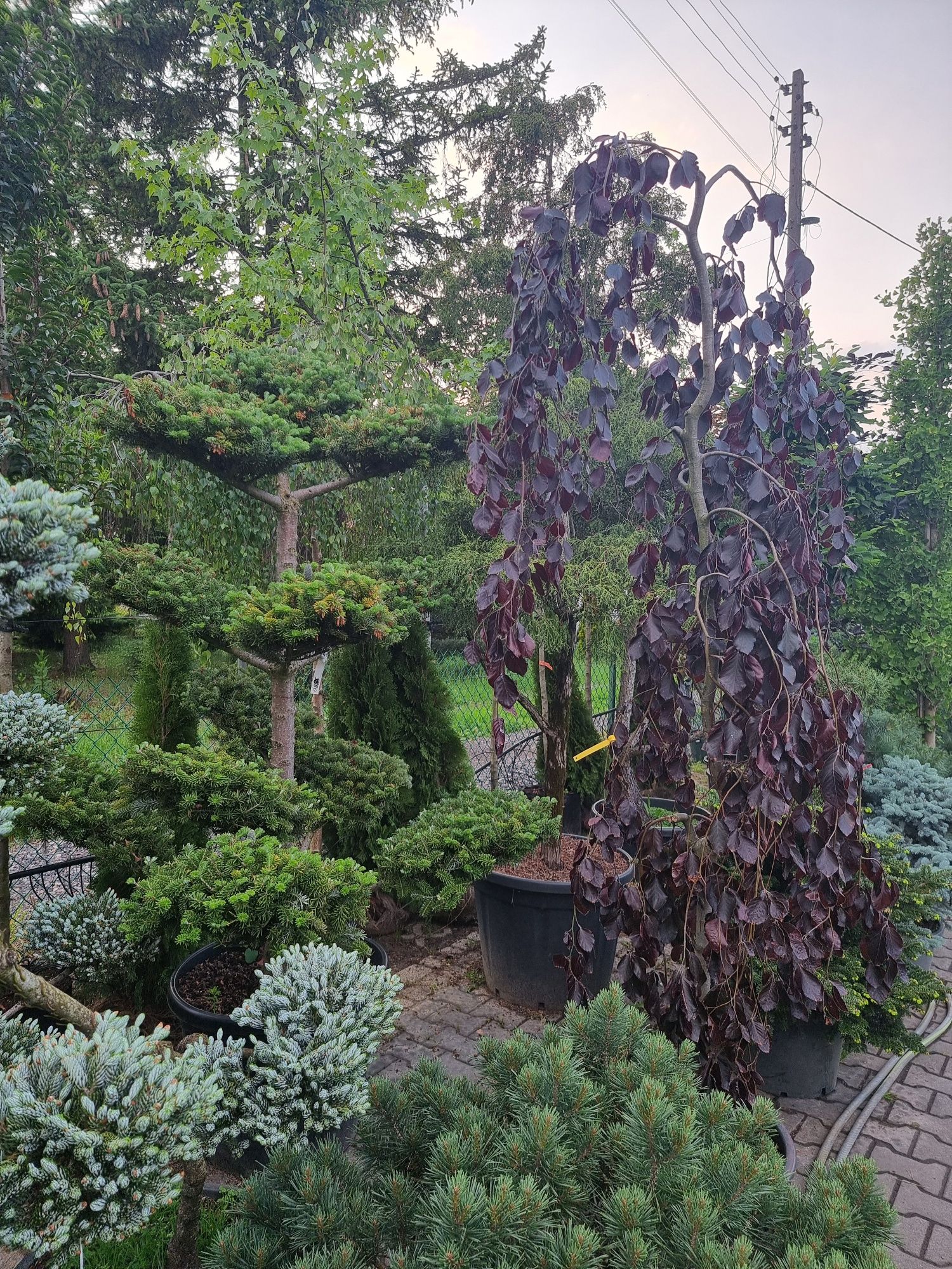 BONSAI ogrodowe Niwaki Formowane