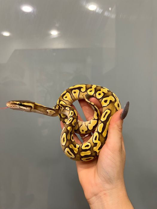 Контейнер з королівським пітоном регіус