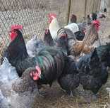 Australorp - jajka lęgowe.