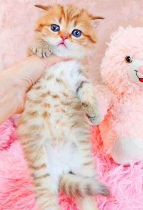 Золота шоколадна шиншила дівчинка красунечка