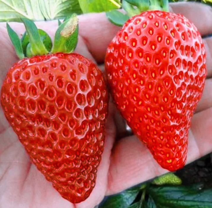 Саджанці розсада полуниці Albatross