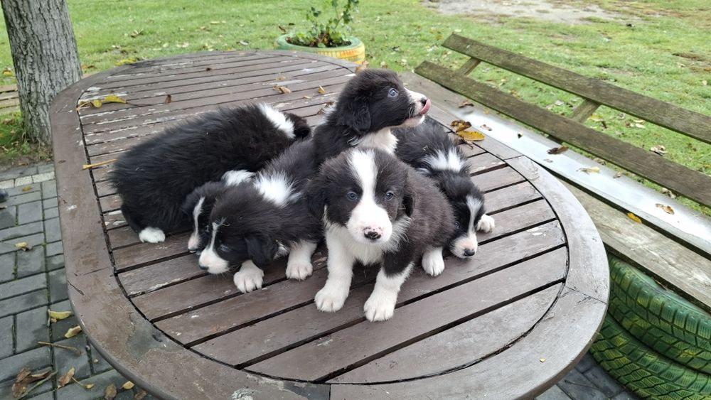 Pieski Border Collie