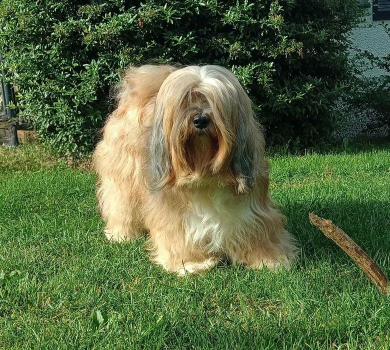 Terier Tybetański szczenięta ZKwP piesek z hodowli z Helmowego Jaru