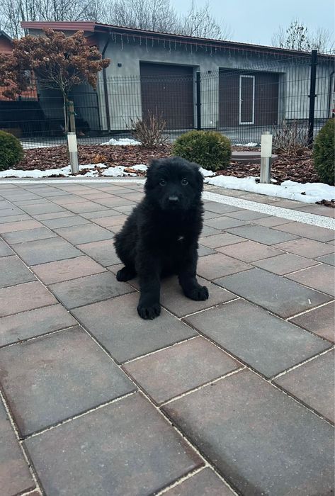 Szczeniak Owczarek Niemiecki Długowłosy