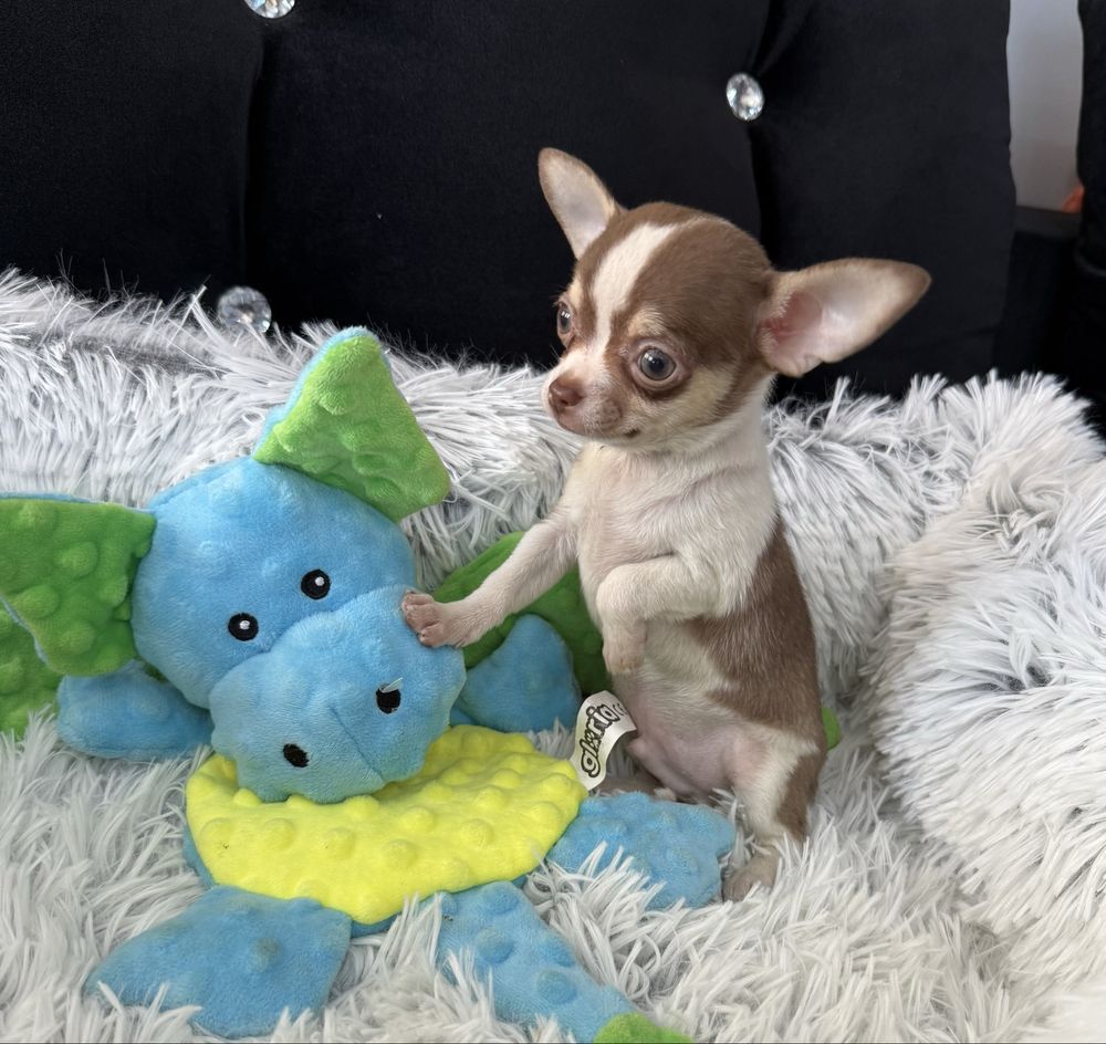 Chihuahua mini piesek czekoladowy