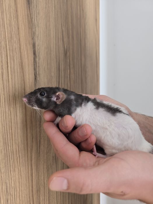 Oddam szczurki szczury dumbo 8 miesięcy w dobre ręce