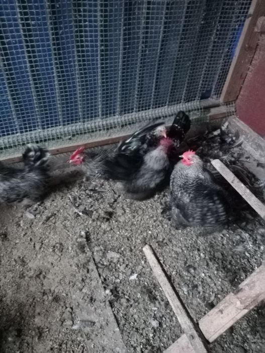 Pary młode kur Kochina i chabo