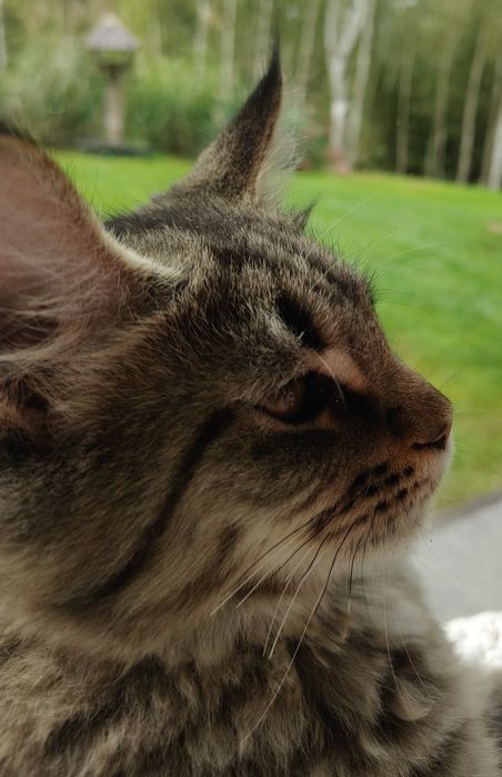 Kotka rasy Maine Coon z rodowodem