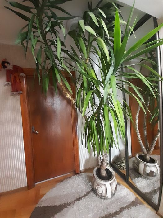 Продам  розкішну юкку