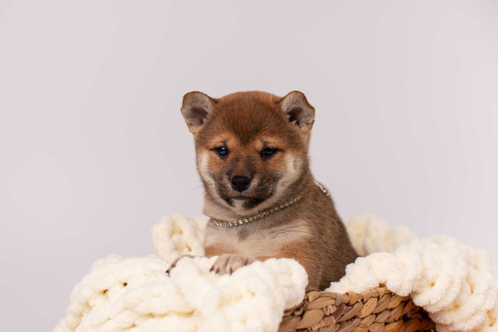 Очень красивая девочка сиба ину