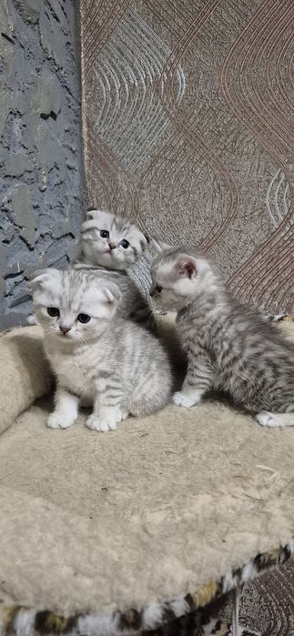Шотландські кошенята котята срібляста шиншила