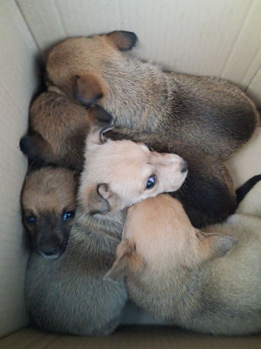 Безпритульні тваринки