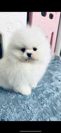 Szpic Pomeranian FCI