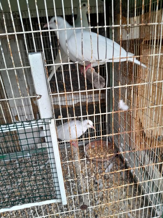 Rolas brancas machos