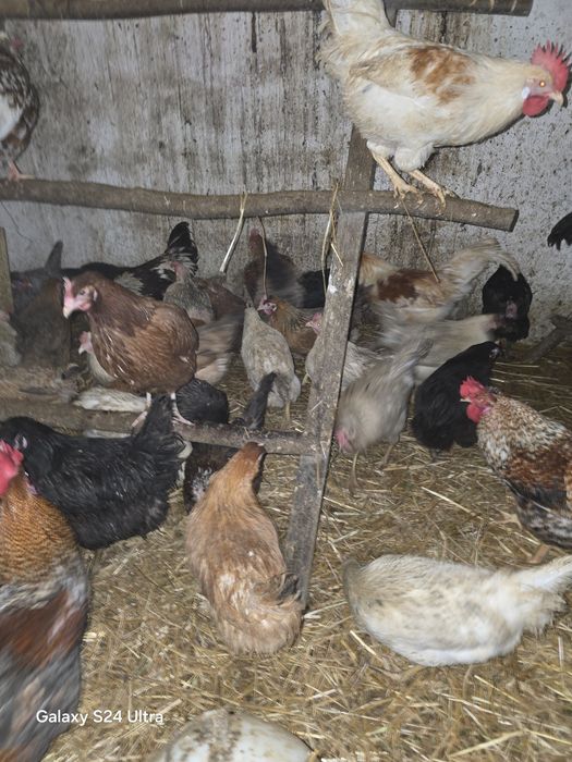 Kury nioski i gren shell